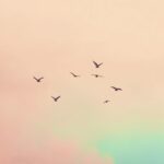 Les Ailes de l’Emploi